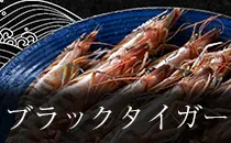 ブラックタイガー